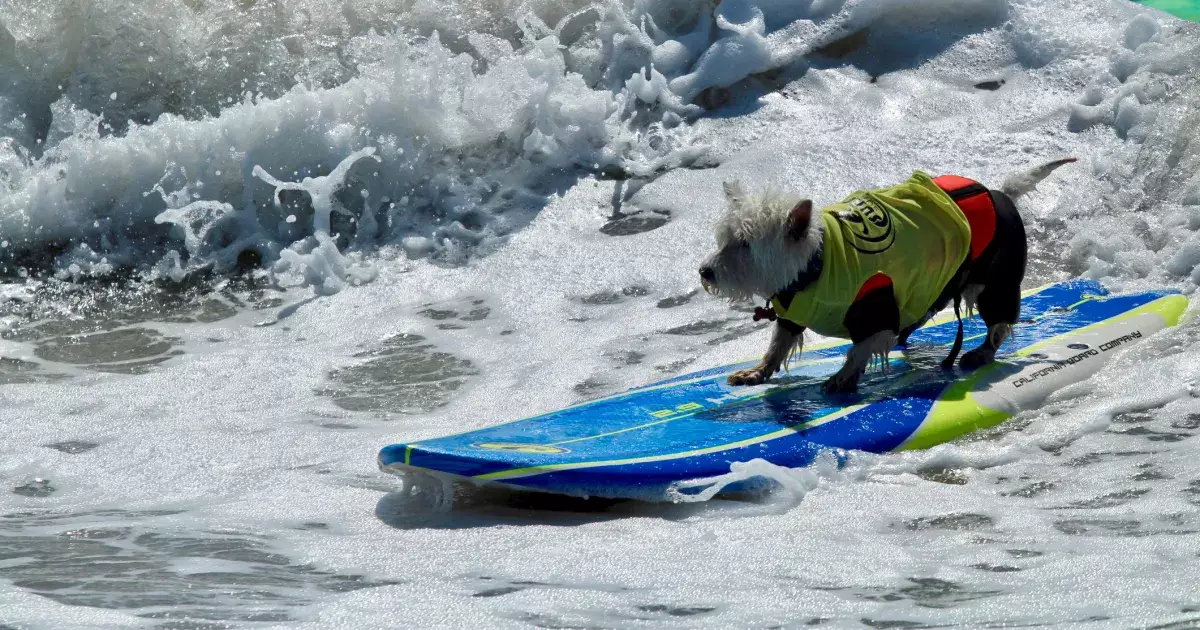 Waves, Wags, and Wet Noses: A Celebration of Dogs in Surfing