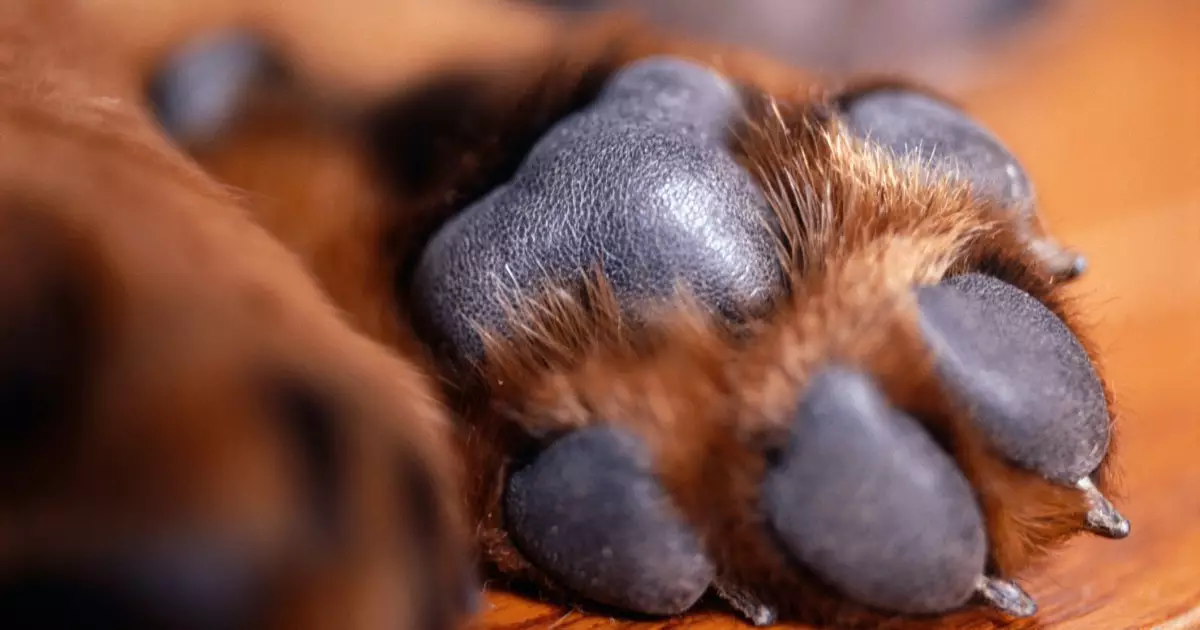 Paw Print Preservation: A Complete Guide to Capturing Your Dog’s Memory