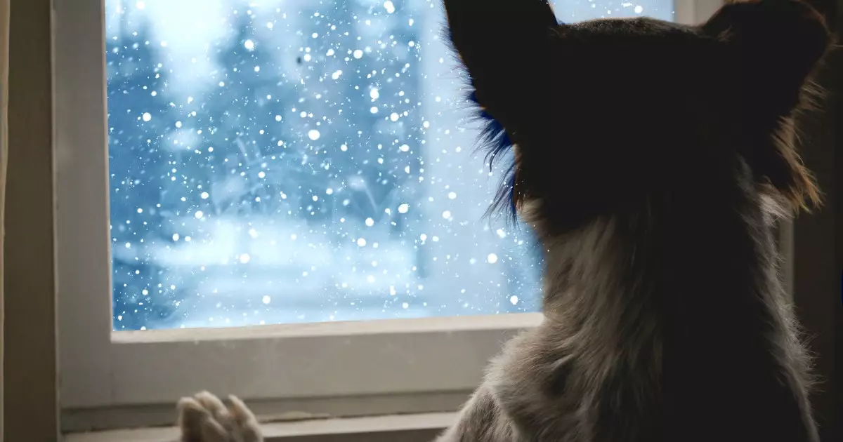 Winter Wonders: Indoor Activities for Your Canine Companion