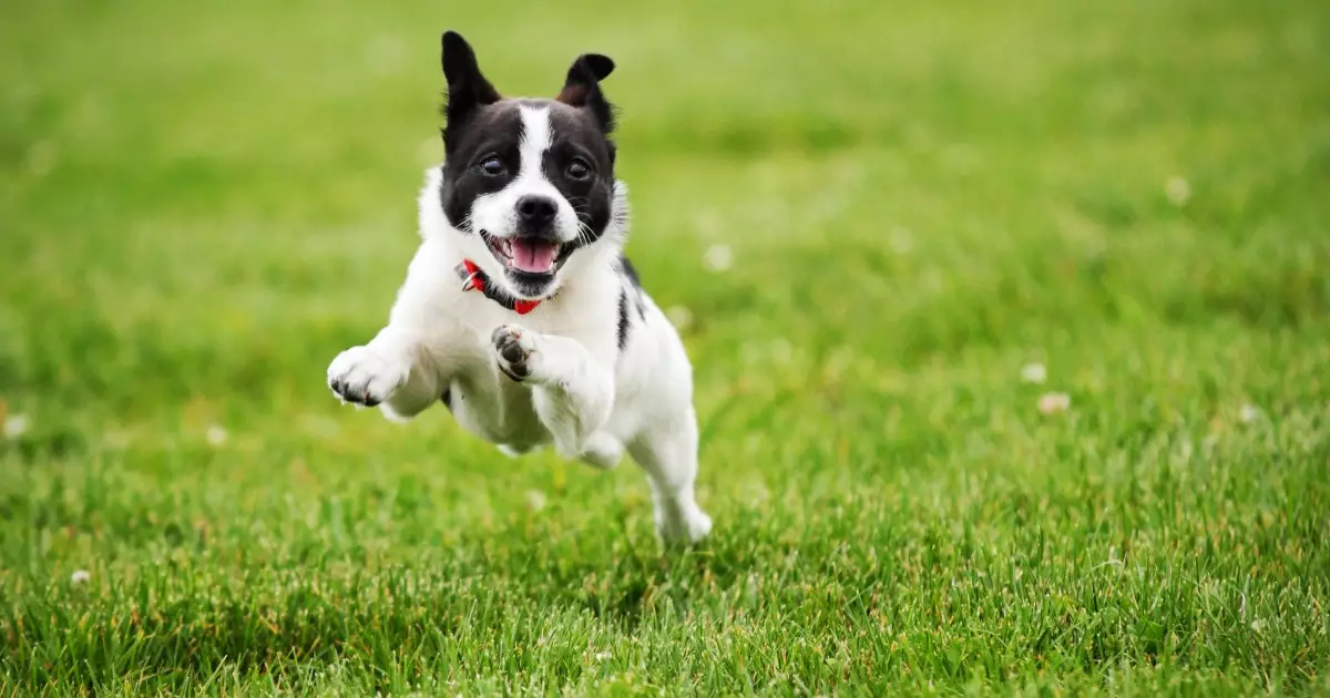 The Vital Role of Exercise in a Dog’s Behavior and Well-Being