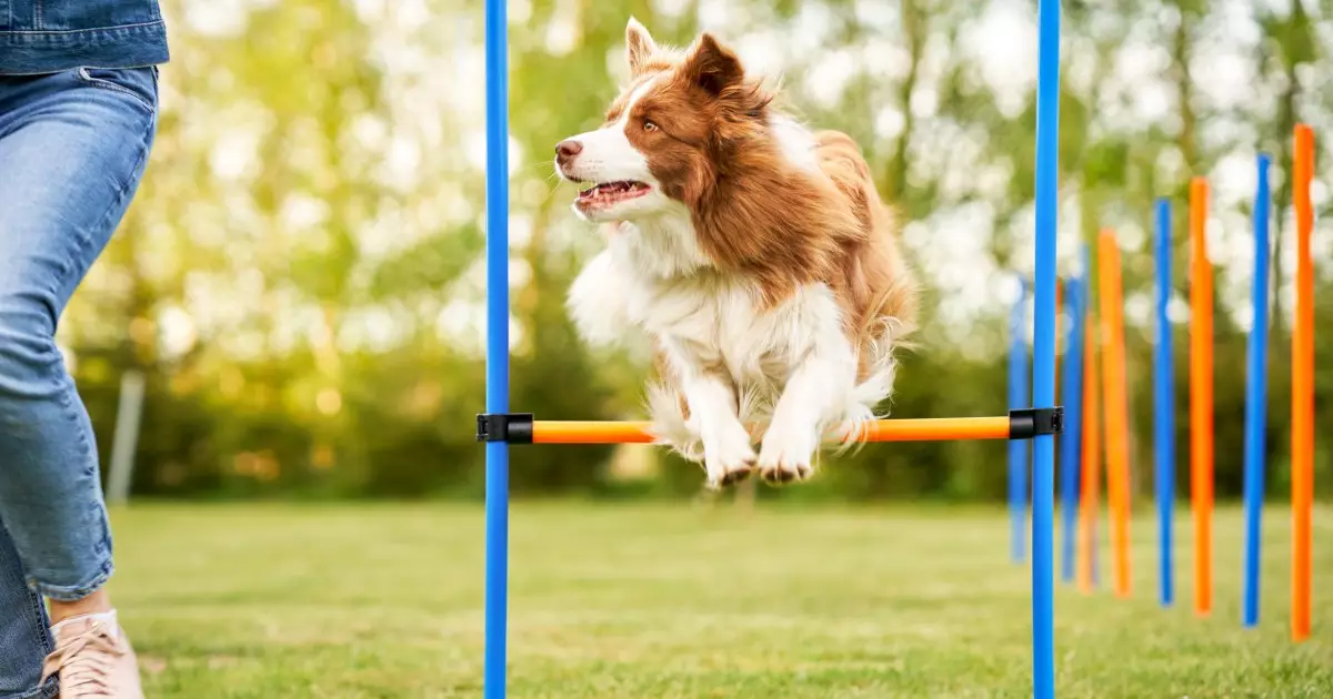 The Joy of Dog Agility Training: A Pathway to Bonding and Fun