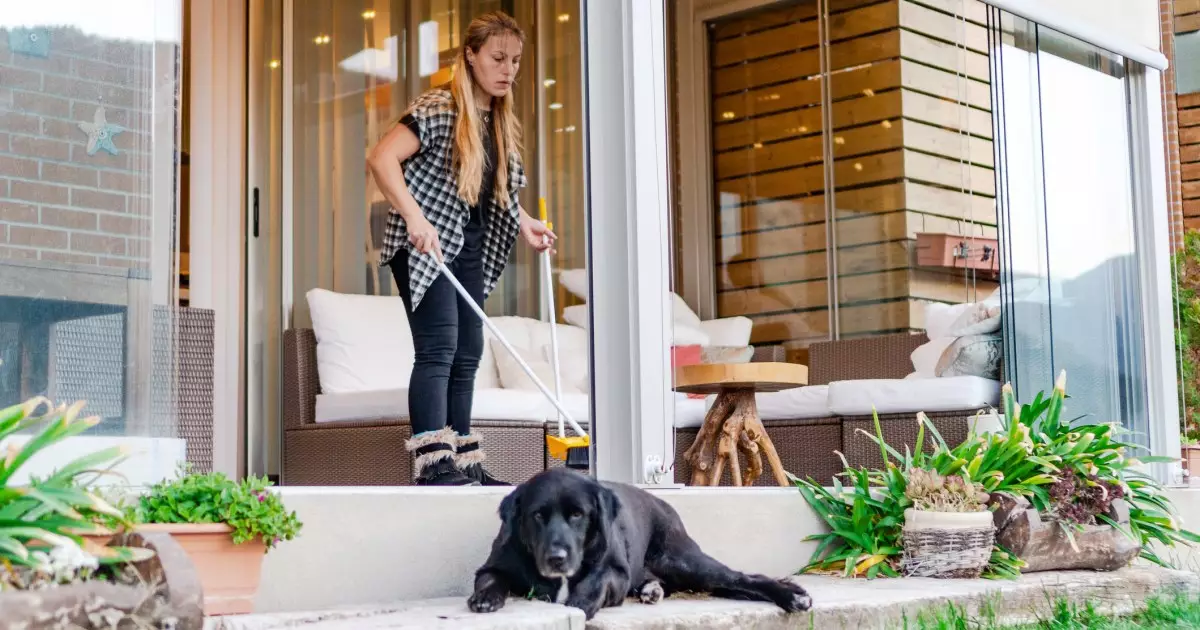 Ensuring Your Dog’s Comfort During Professional Cleaning Services