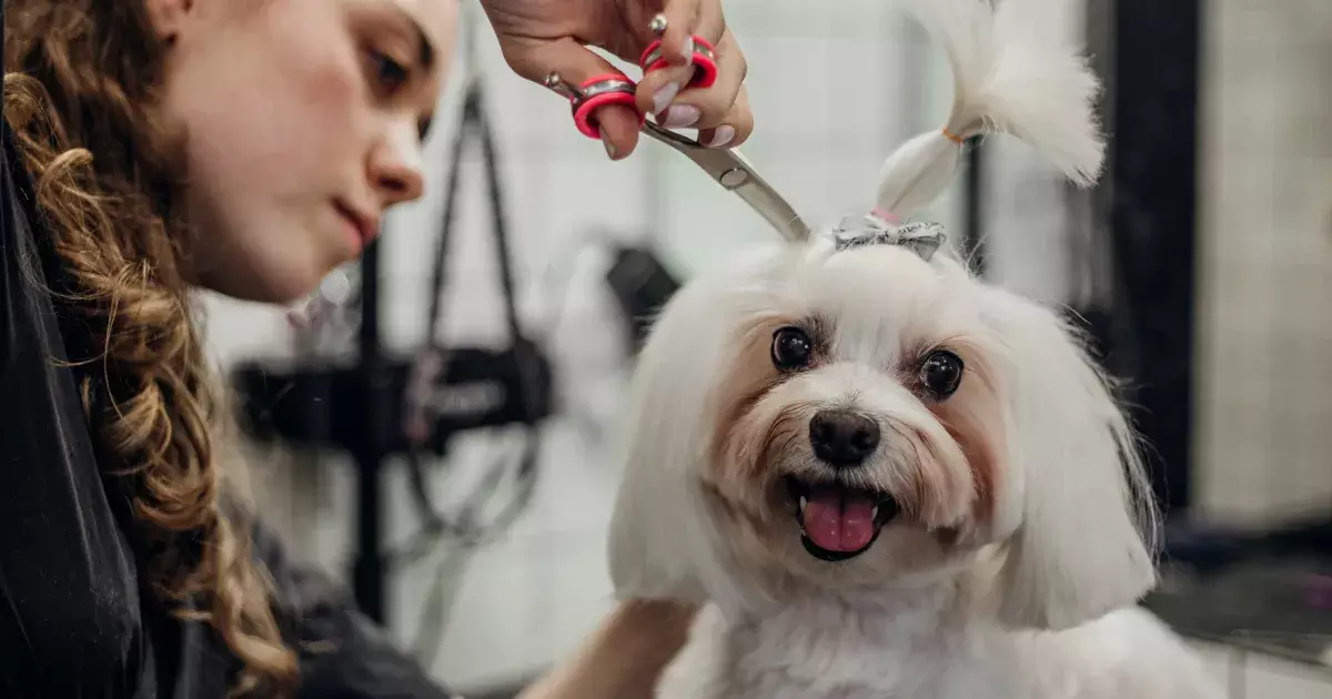 Transforming Lives: Holiday Makeovers for Rescue Dogs