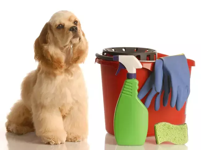 Protecting Our Pets: The Hidden Dangers of Household Cleaning Products