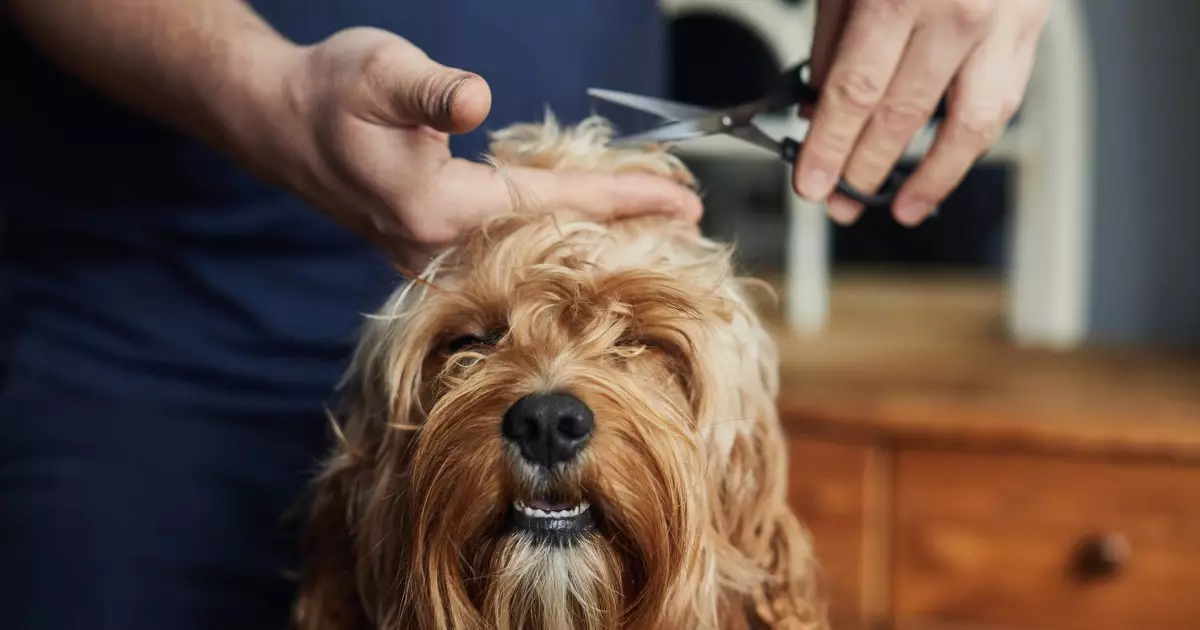 Mastering Dog Grooming: A Comprehensive Guide for Pet Owners