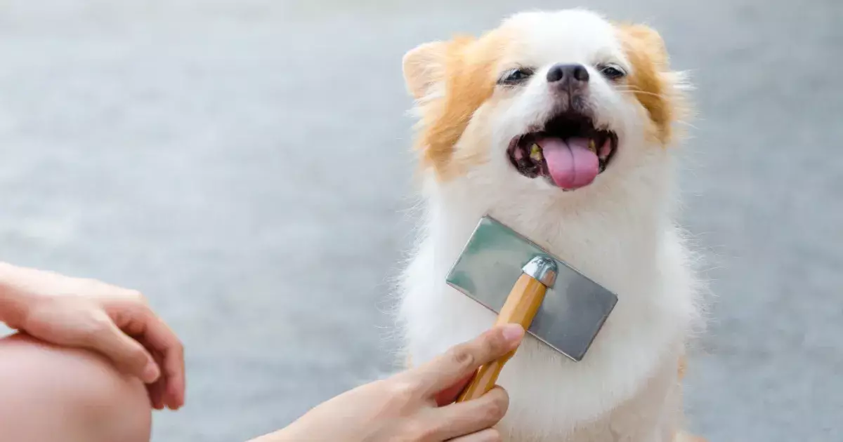 The Art of Dog Grooming: Why Regular Brushing is Essential