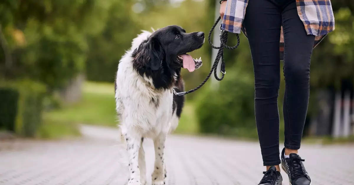 Finding the Right Balance: How Often Should You Walk Your Dog?