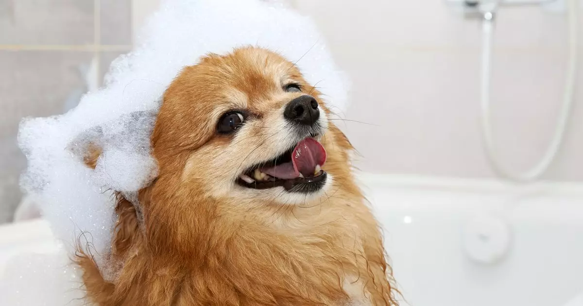 Why Choosing the Right Shampoo for Your Dog is Essential