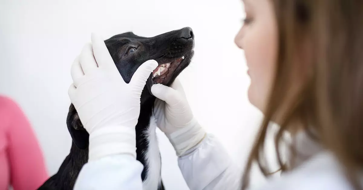 Understanding Persistent Deciduous Teeth in Dogs: Causes, Symptoms, and Treatments