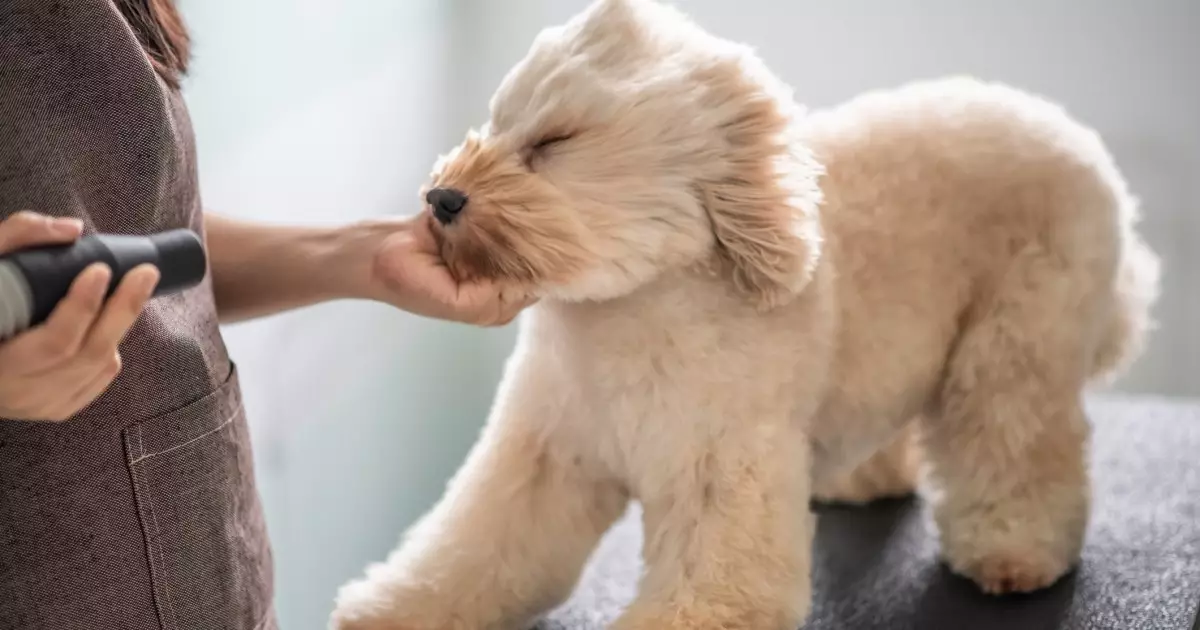 The Art of Dog Grooming: Avoiding Common Pitfalls