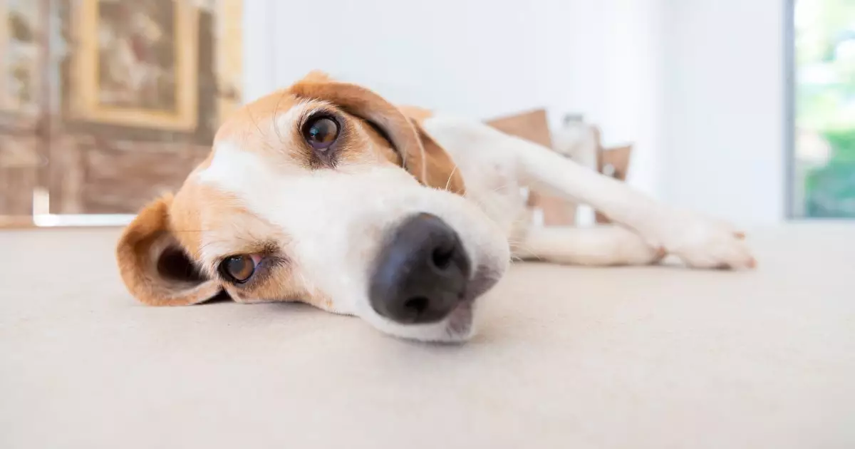 Enriching Your Dog’s Life: Creative Ways to Combat Boredom