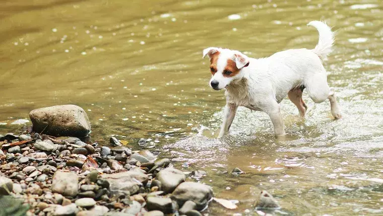 Discovering Alpine Canine: A Unique Canine Adventure in Montana