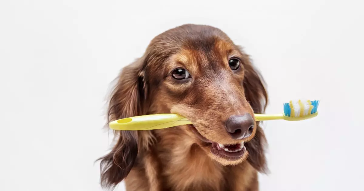 Essential Dental Care for Dogs: Maintaining Oral Health for Your Furry Friend