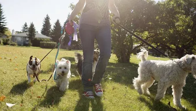 Choosing the Right Care for Your Dog: Daycare, Walkers, or Sitters