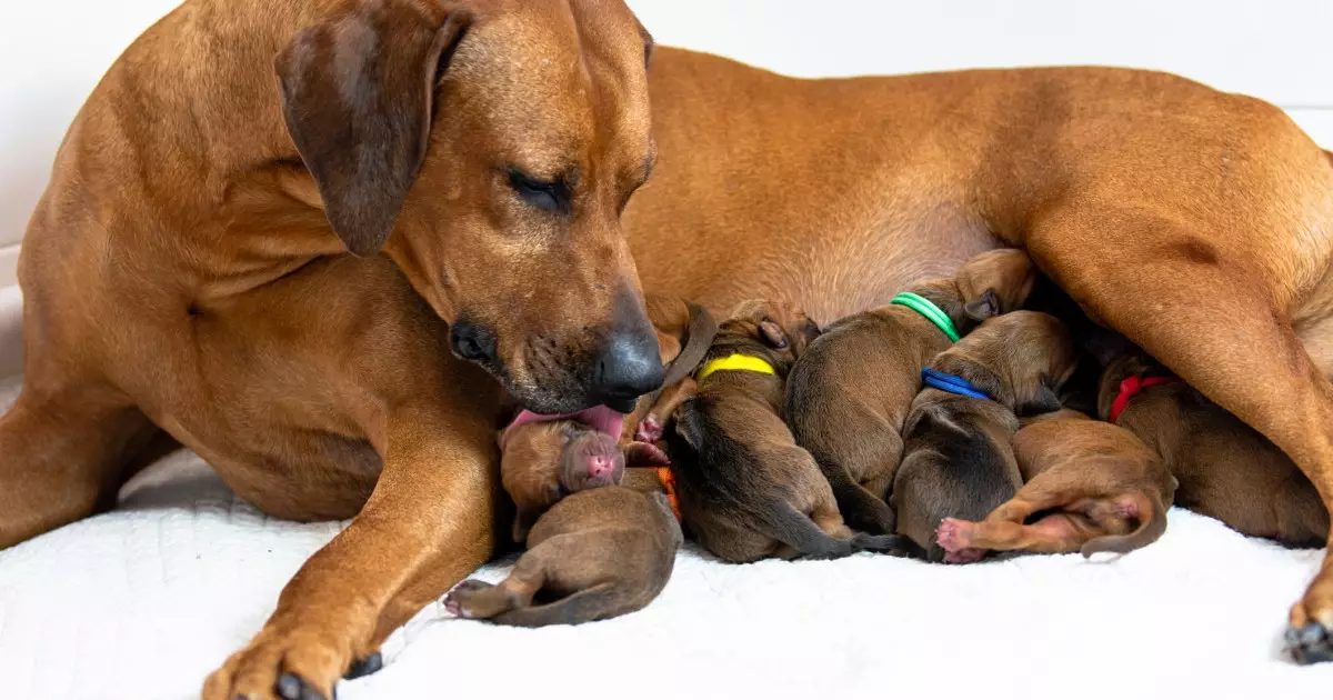 The Ethical Dilemma of Breeding Dogs: Is One Litter Worth the Risk?