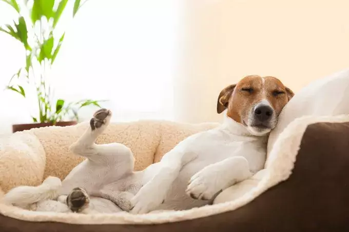 Essential Guide to Cleaning Foam Dog Beds