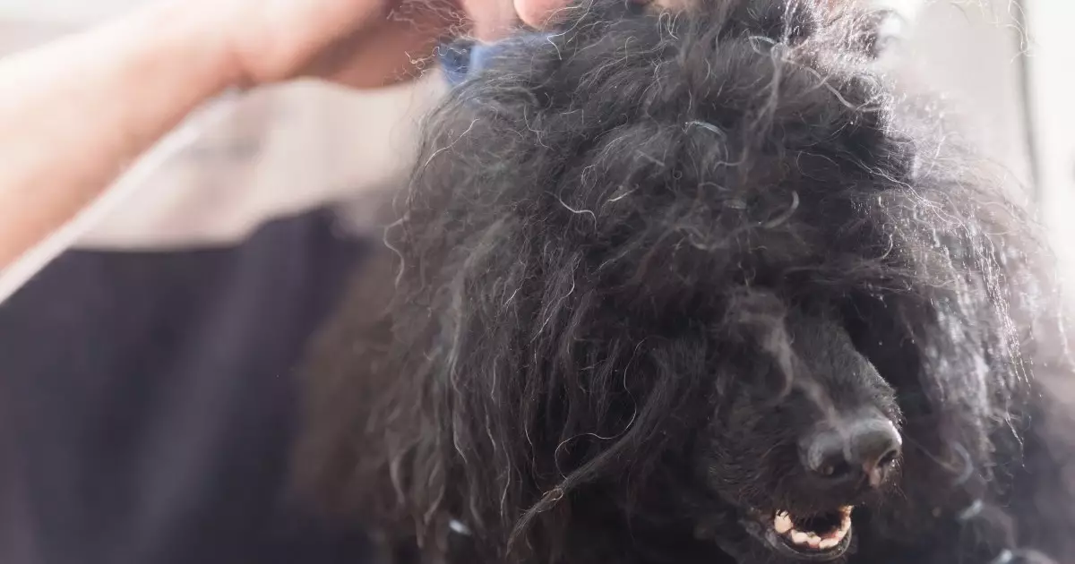 Keeping Your Dog Mat-Free: A Comprehensive Guide to Grooming