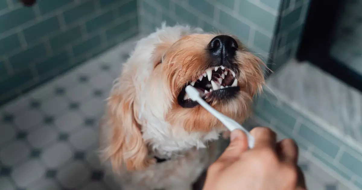 Essential Strategies for Maintaining Your Dog’s Dental Health