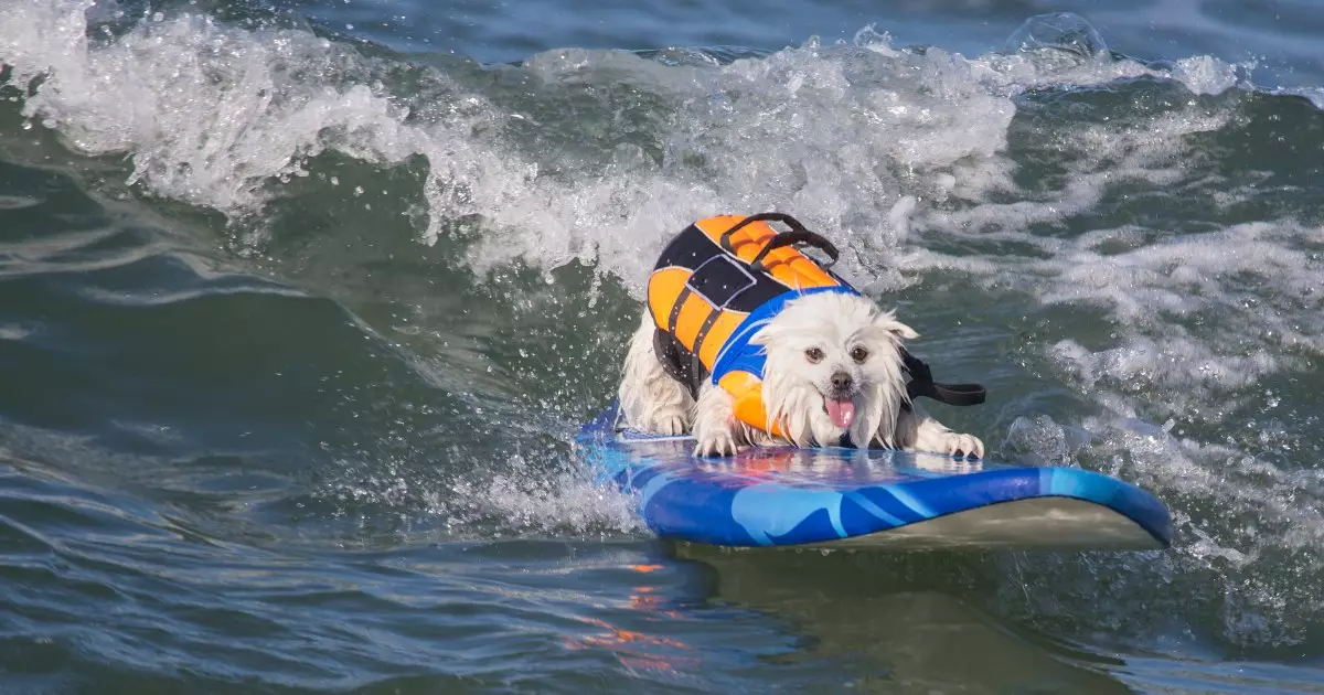 The Rise of Canine Surfing: A Wave of Excitement in Huntington Beach