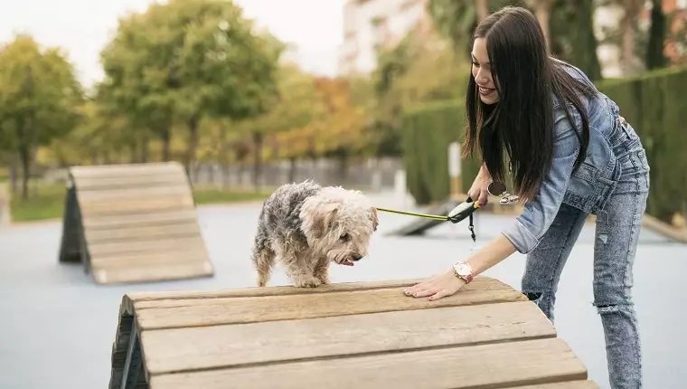 New Year, New Beginnings: Optimizing Your Pet’s Lifestyle