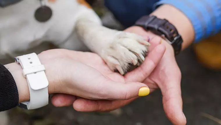 Transforming Wolfgang: A Beagle’s Journey to Health and Inspiration