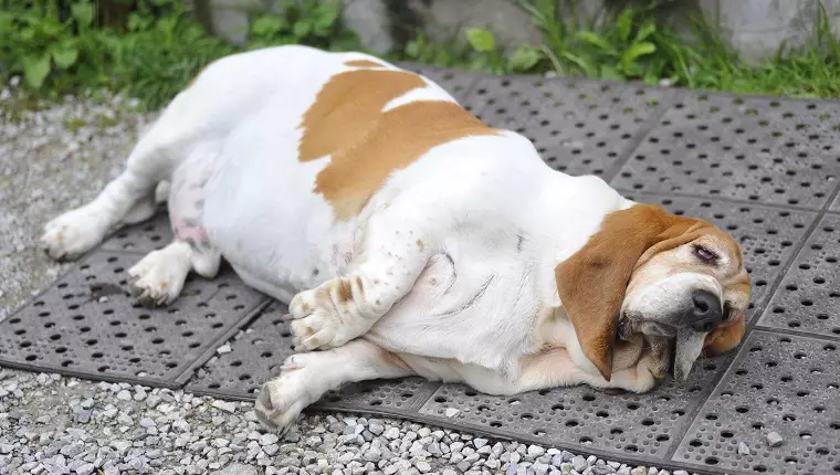 The Battle Against Canine Obesity: Understanding and Prevention