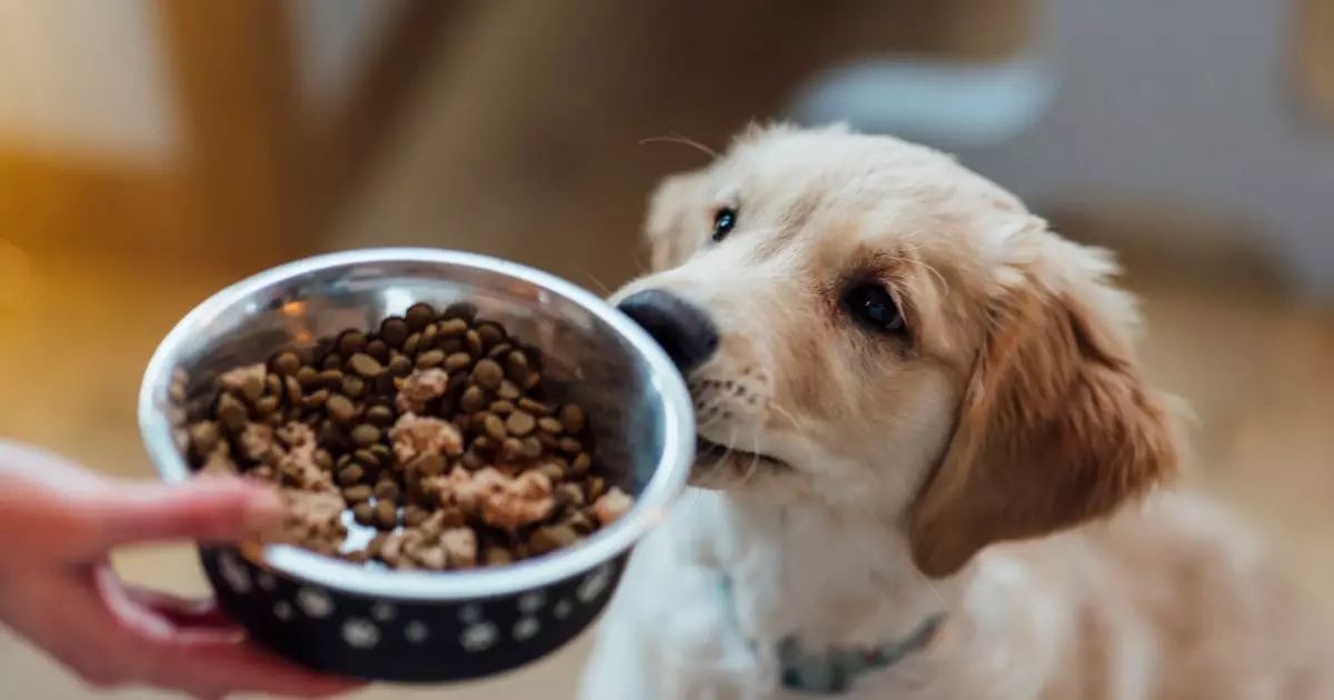 Understanding the Role of Fats in Canine Nutrition