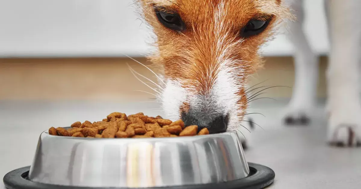 Understanding Dog Nutrition: A Comprehensive Guide for Pet Owners