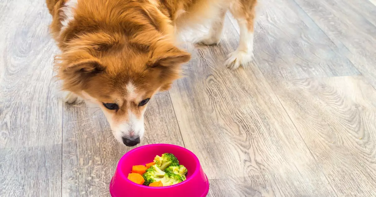 The Viability of a Vegetarian Diet for Dogs: A Comprehensive Guide