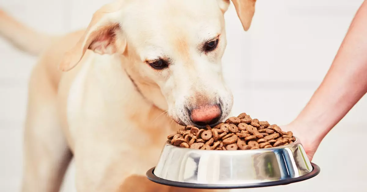 Nourishing Your Canine Companion: Essential Nutrients for Optimal Health