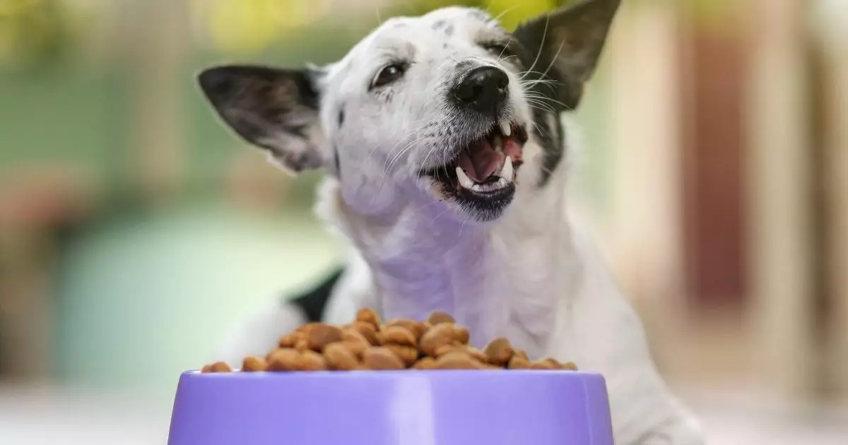 Navigating the Complex World of Dog Nutrition