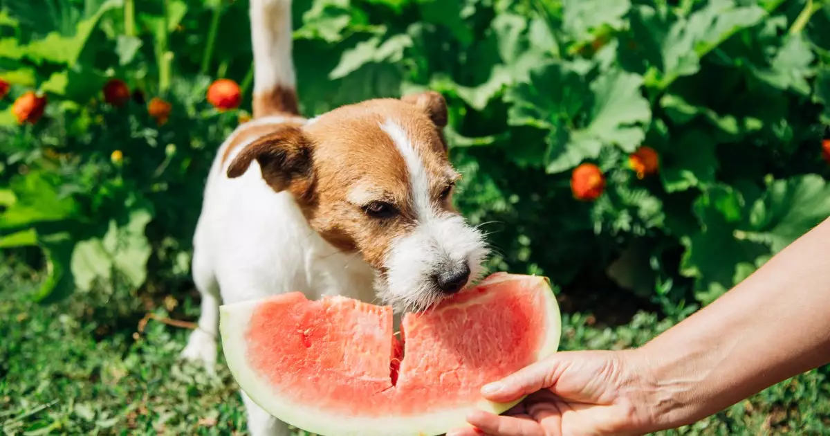 The Truth About Sharing Human Food with Your Dog