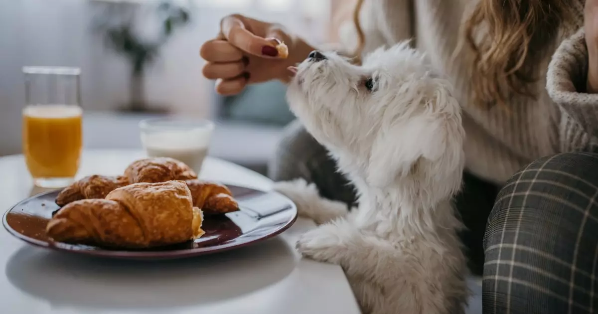 The Canine Kitchen: Embracing Homemade Diets for Your Beloved Dog