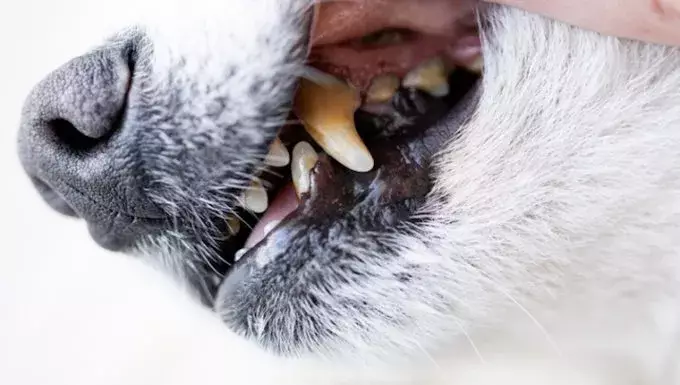 Understanding Gingival Hyperplasia in Dogs: Causes, Symptoms, and Treatment