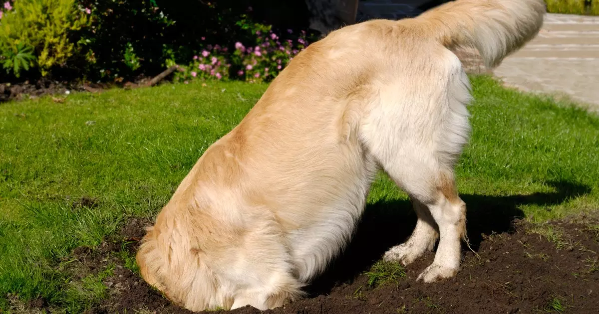 Understanding and Managing Your Dog’s Digging Behavior