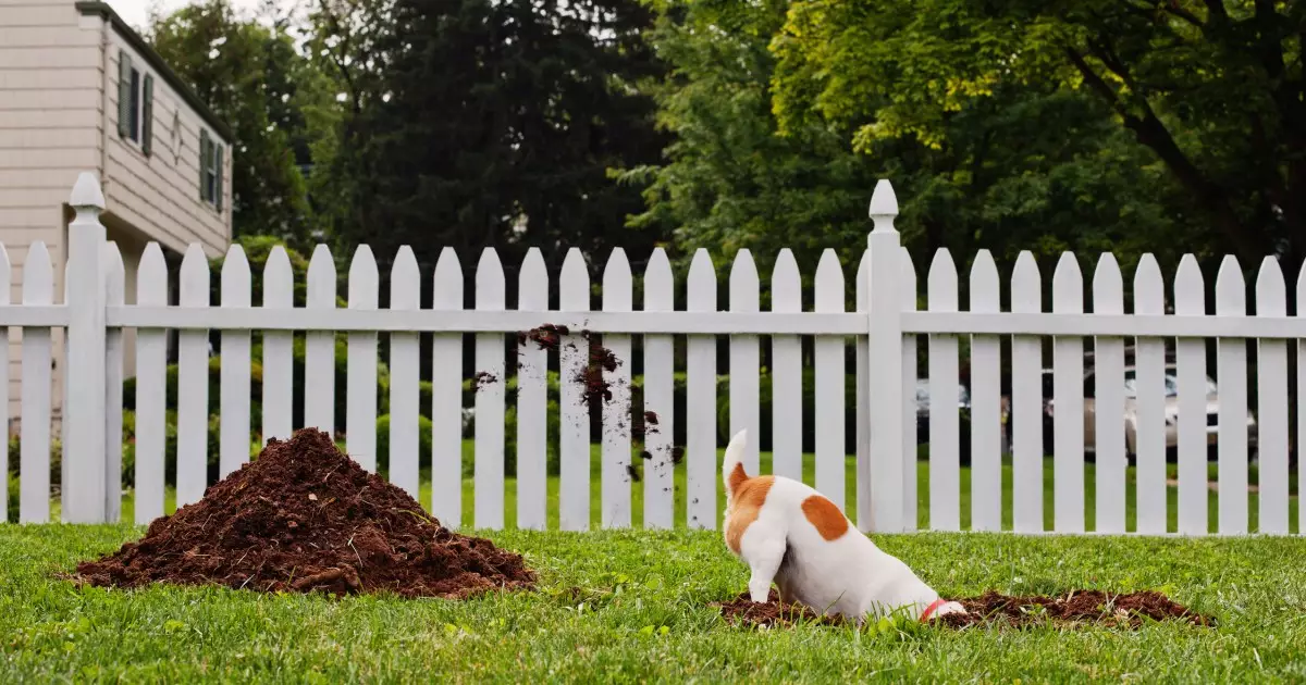 The Fascinating Digging Instincts of Dogs: Understanding the Behavior