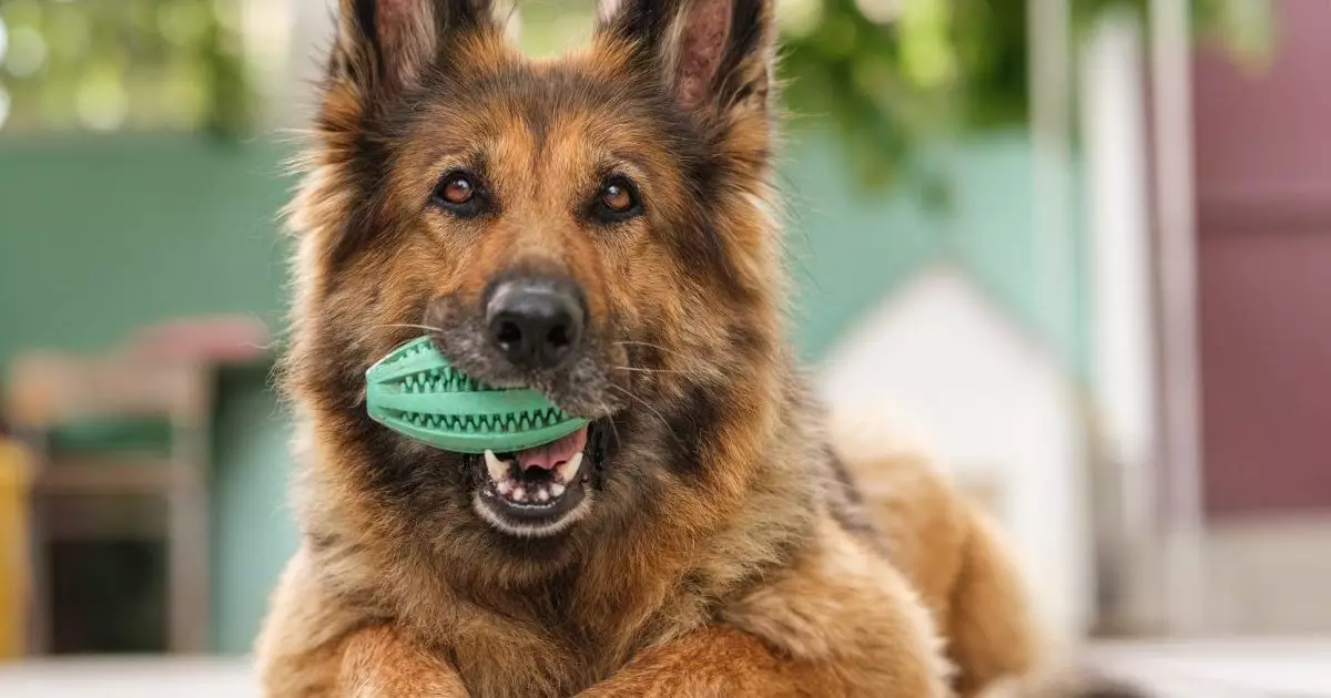 The Psychology Behind Dog Play: What Makes Toys Irresistible?