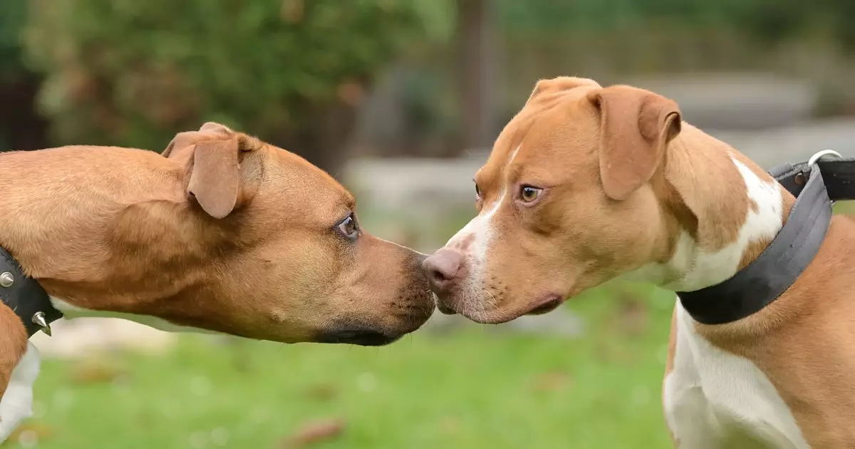 The Misconceptions Surrounding Pit Bulls: Understanding Their True Nature