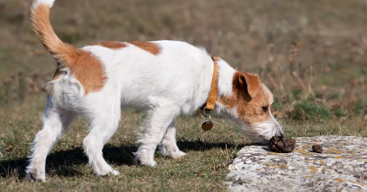 Understanding Coprophagia: The Reasons Behind Your Dog’s Unpleasant Habit