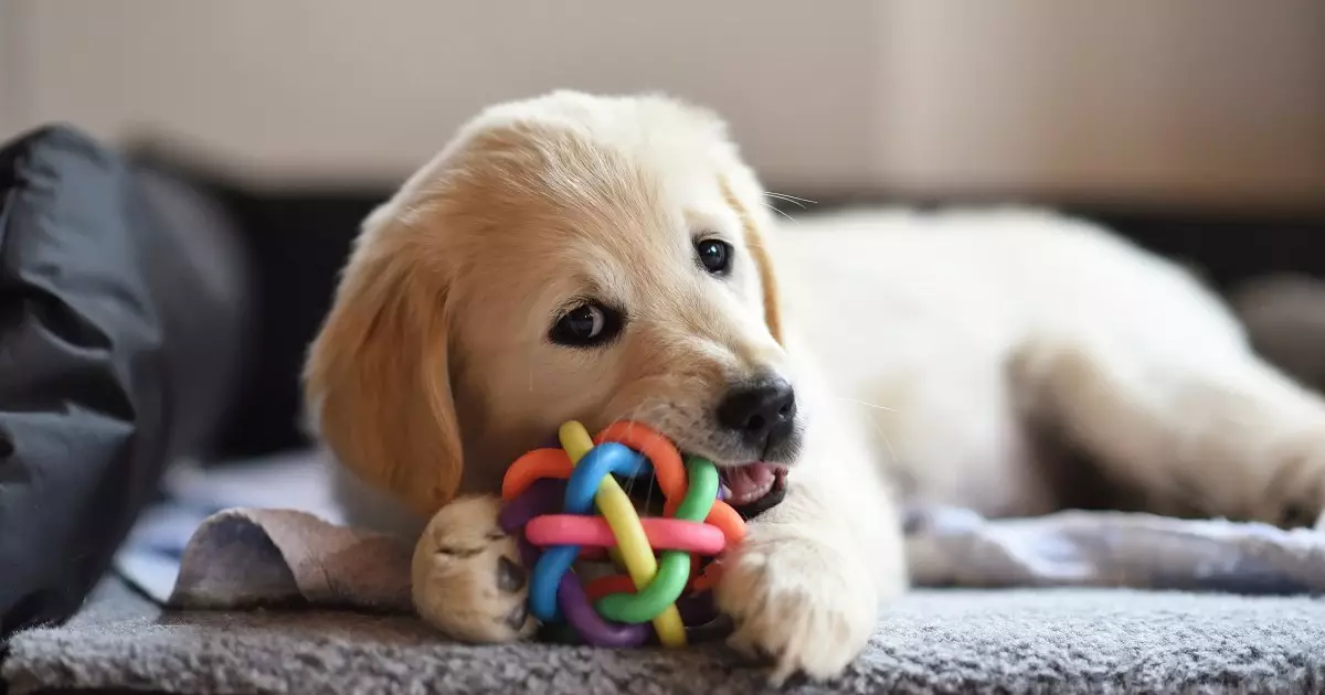 The Essential Role of Chew Toys in a Dog’s Life