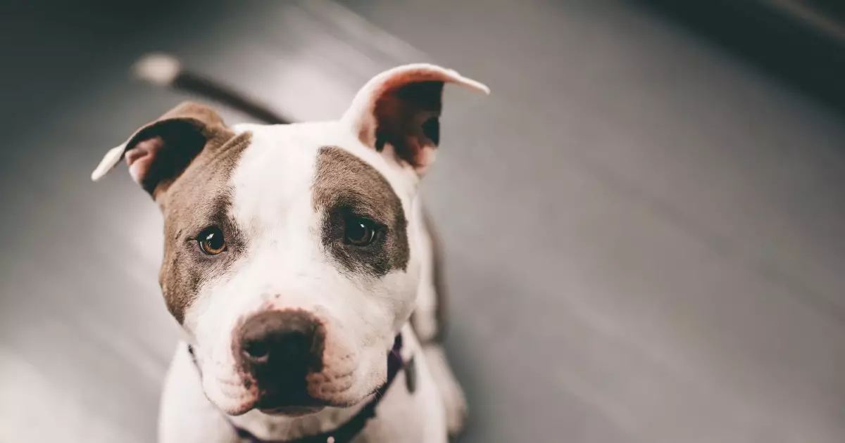 Understanding American Pit Bull Terriers: Beyond the Stigma