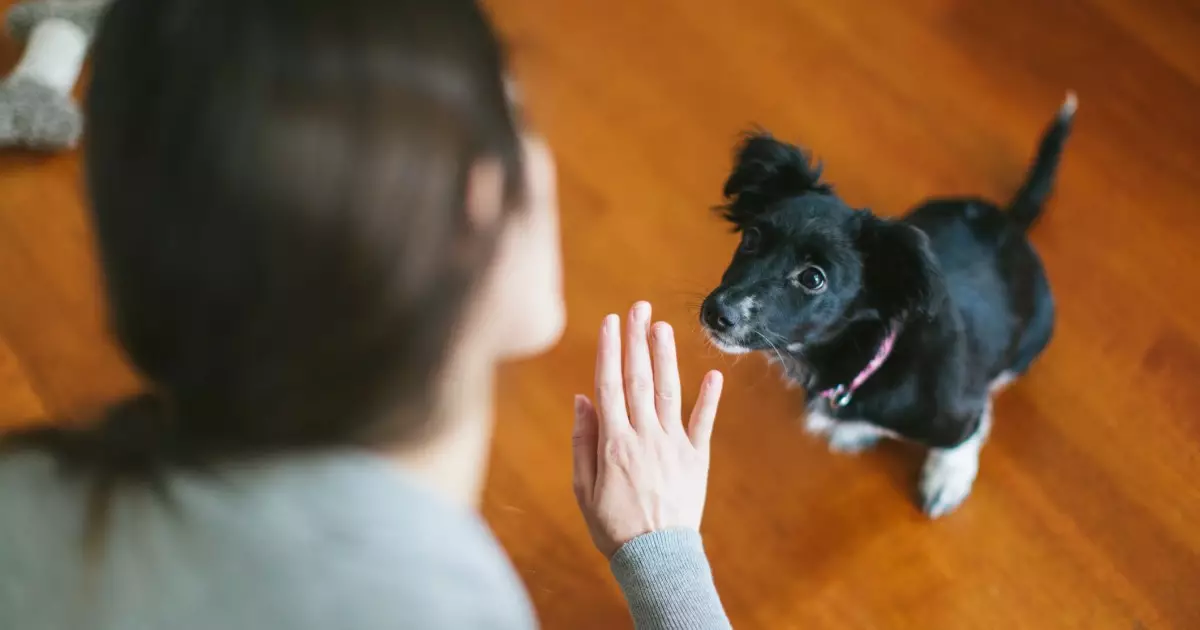 Mastering the “Sit” Command: A Comprehensive Guide for Dog Owners