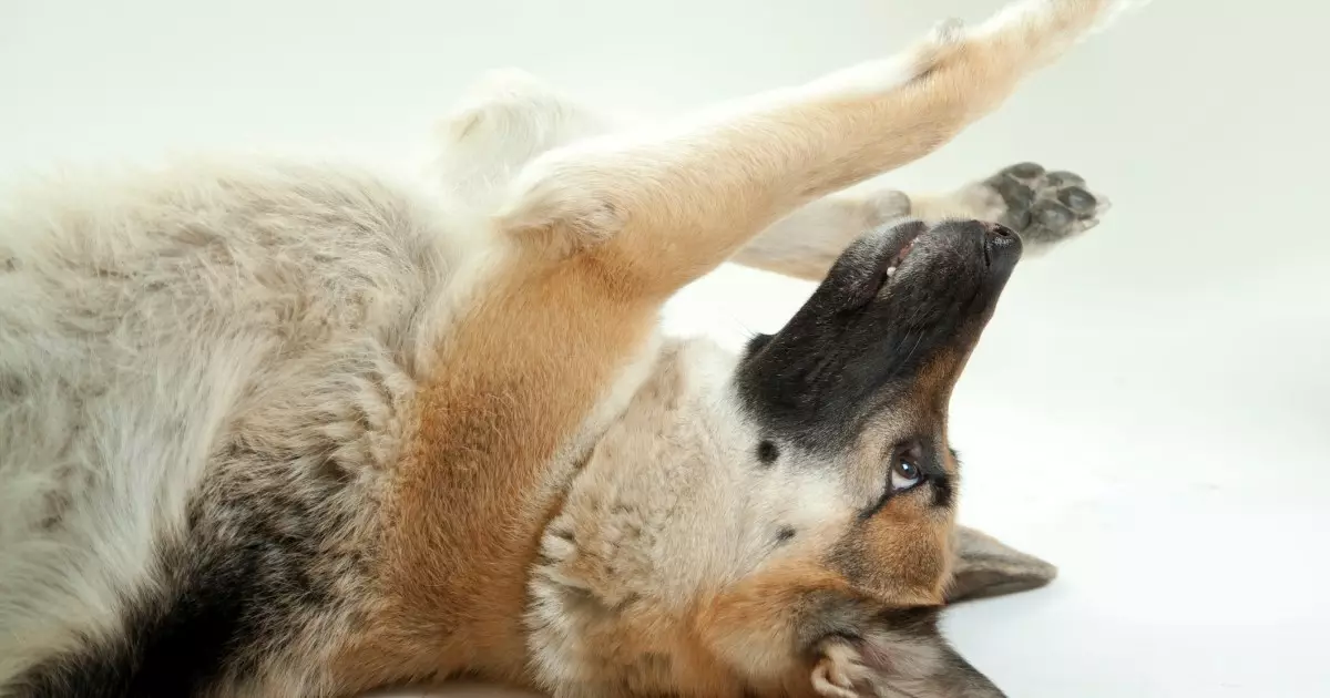 Understanding Alpha Rolls: Myths and Realities in Dog Training