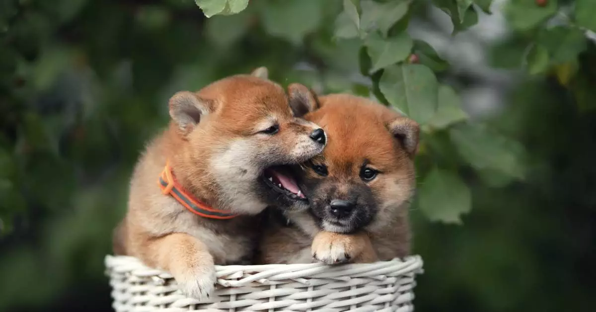 The Enigmatic Allure of Shiba Inu Puppies: What You Need to Know Before Bringing One Home