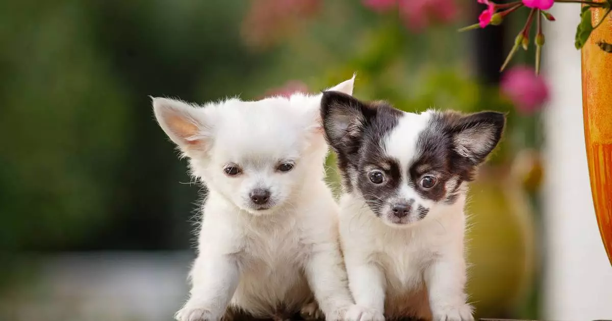 The Allure of Chihuahuas: A Deep Dive into the Tiny Titans