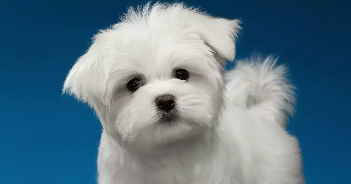 The Maltese Puppy: A Charmingly Regal Companion