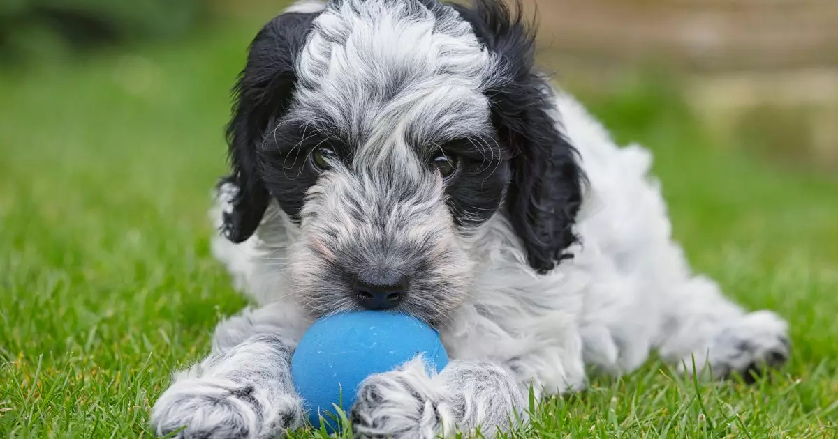 The Joy of Cockapoos: A Comprehensive Guide to This Lovable Hybrid Breed