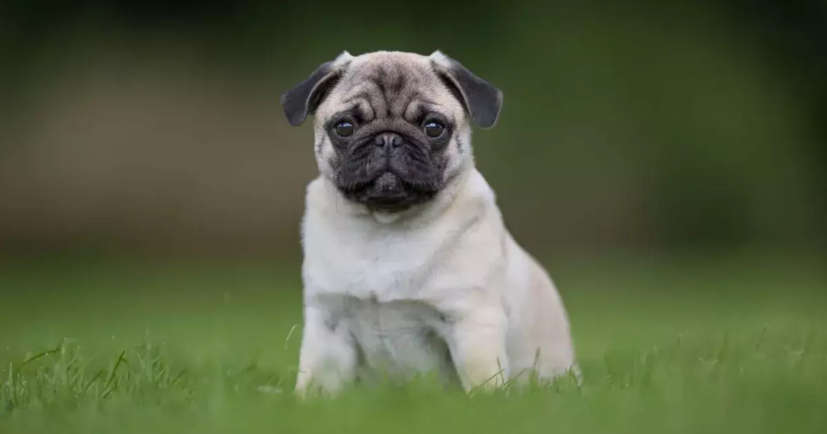 The Endearing Nature of Pugs: A Comprehensive Look at This Beloved Breed