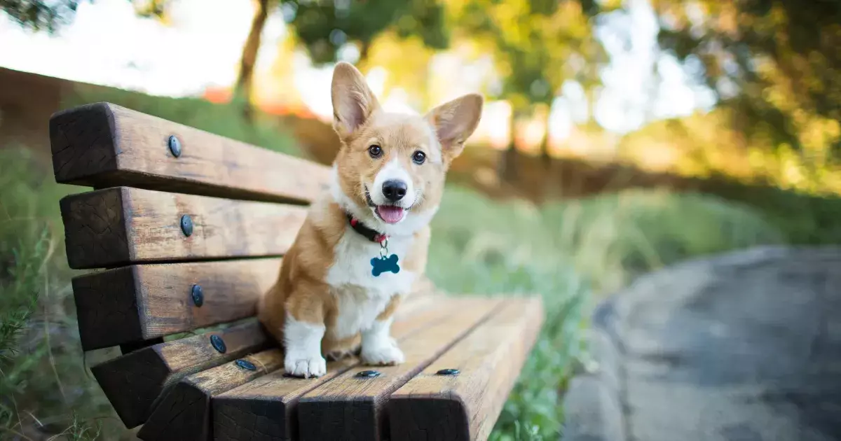 Understanding Corgi Puppies: The Adorable Breed That Captivates Hearts