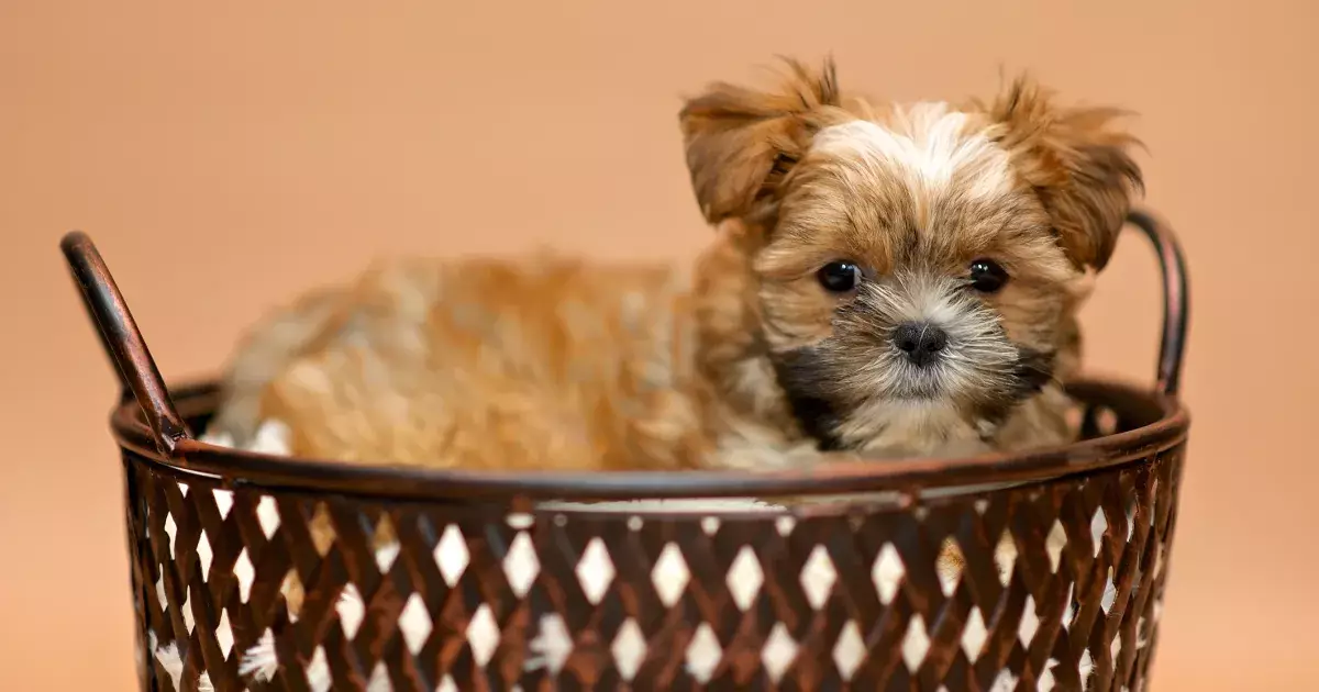 The Shorkie: A Unique and Loveable Hybrid Companion